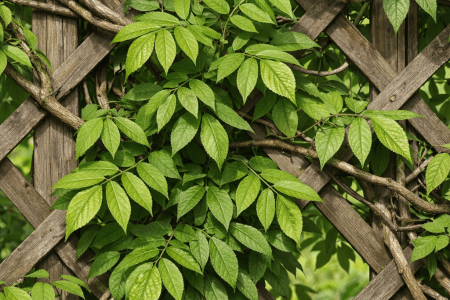 dlaczego glicynia nie kwitnie