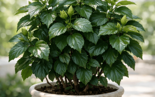 dlaczego hibiskus nie kwitnie