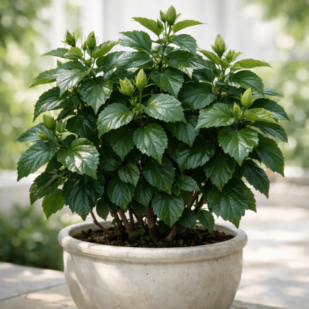 dlaczego hibiskus nie kwitnie