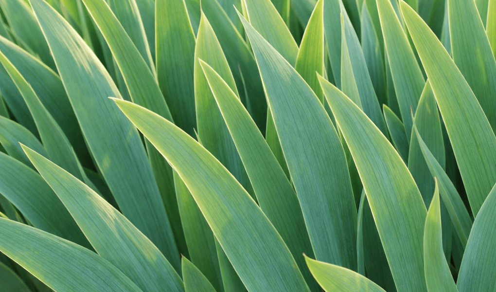 dlaczego irysy nie kwitną