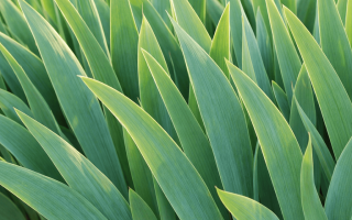 dlaczego irysy nie kwitną