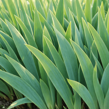 dlaczego irysy nie kwitną