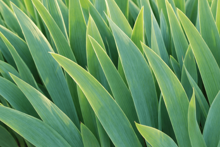 dlaczego irysy nie kwitną