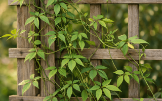 dlaczego jaśmin nie kwitnie