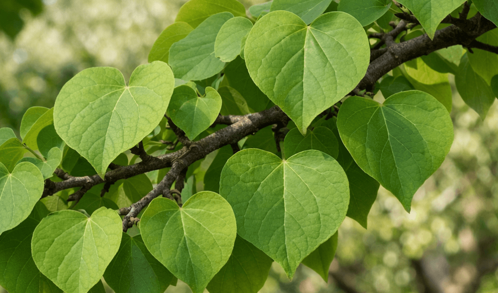 dlaczego judaszowiec nie kwitnie
