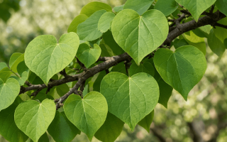 dlaczego judaszowiec nie kwitnie