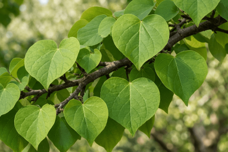 dlaczego judaszowiec nie kwitnie