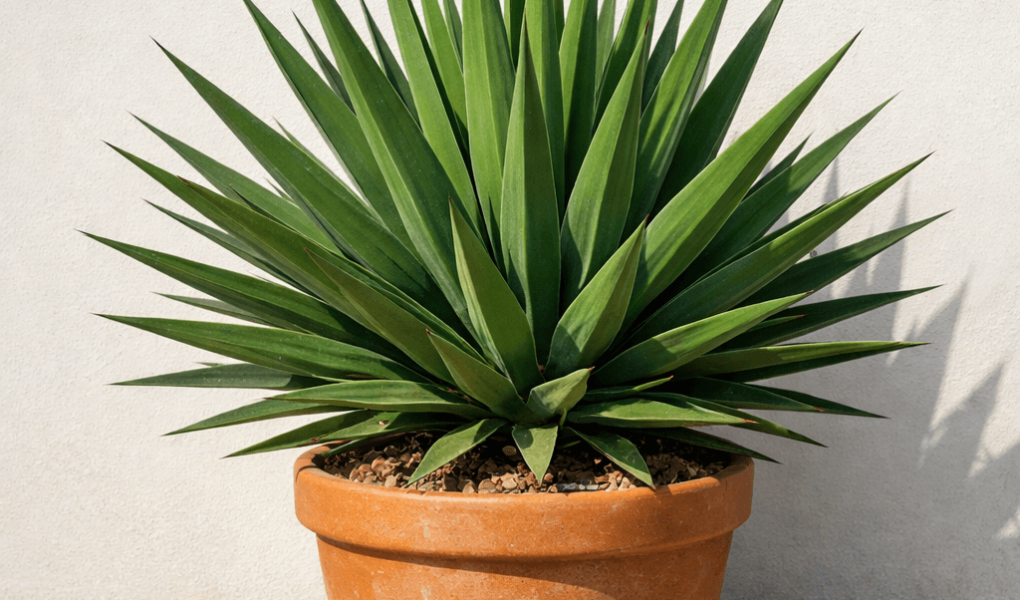 dlaczego juka nie kwitnie