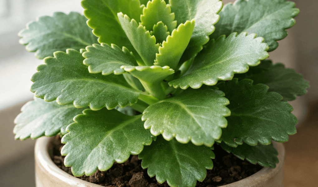 dlaczego kalanchoe nie kwitnie