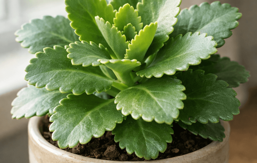 dlaczego kalanchoe nie kwitnie