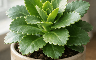 dlaczego kalanchoe nie kwitnie