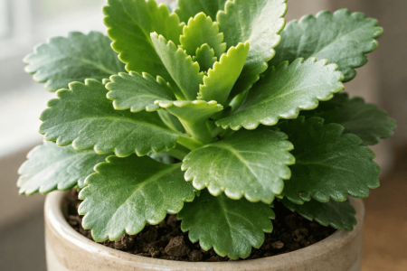 dlaczego kalanchoe nie kwitnie