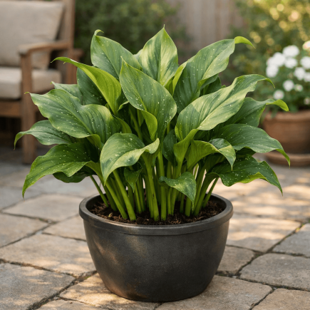 dlaczego kalia nie kwitnie