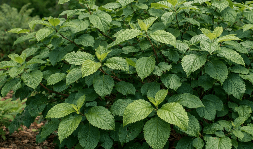 dlaczego kalina nie kwitnie