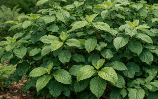 dlaczego kalina nie kwitnie