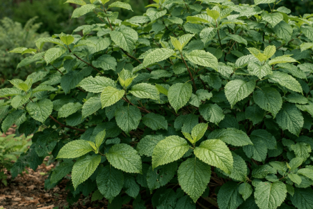 dlaczego kalina nie kwitnie