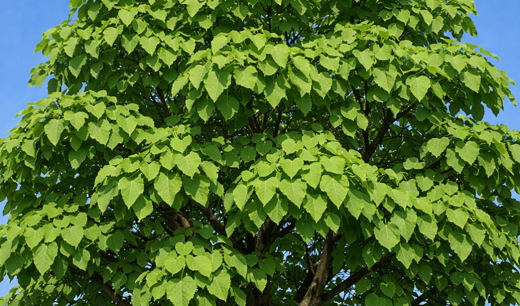 dlaczego katalpa nie kwitnie