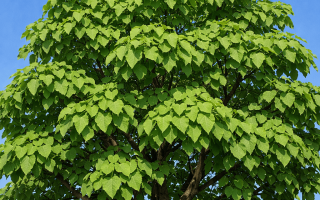 dlaczego katalpa nie kwitnie