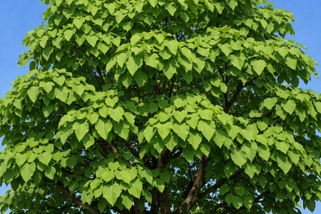 dlaczego katalpa nie kwitnie