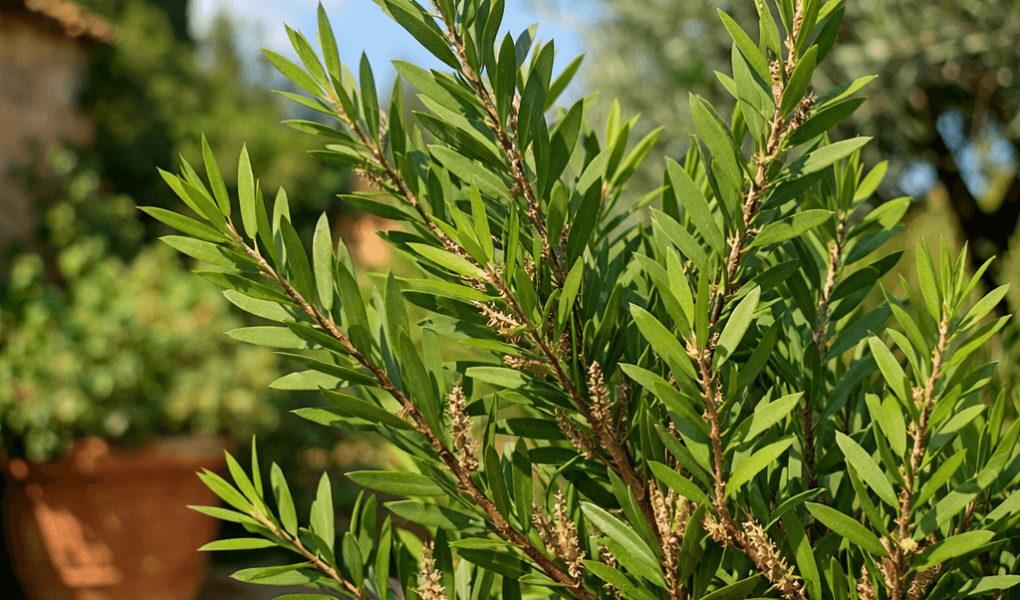 dlaczego kuflik nie kwitnie