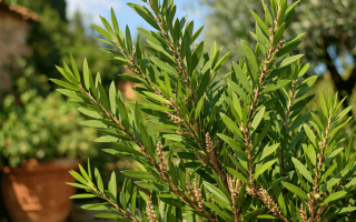 dlaczego kuflik nie kwitnie