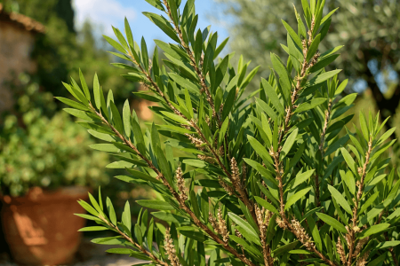 dlaczego kuflik nie kwitnie