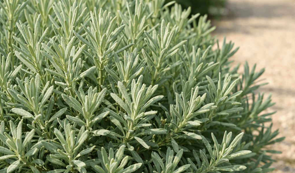 dlaczego lawenda nie kwitnie