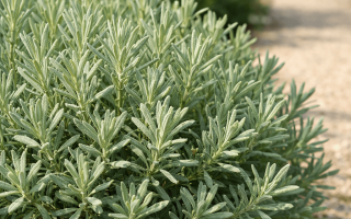 dlaczego lawenda nie kwitnie