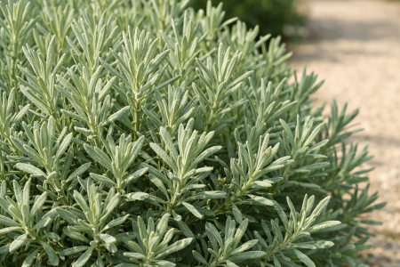 dlaczego lawenda nie kwitnie