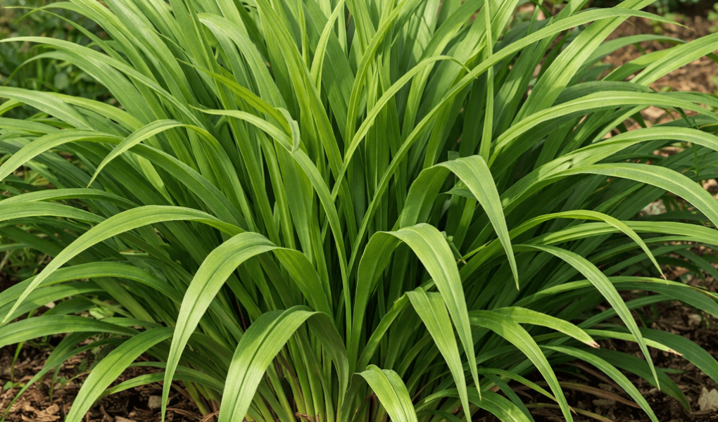 dlaczego liliowce nie kwitną