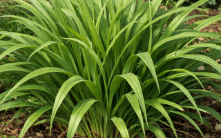 dlaczego liliowce nie kwitną