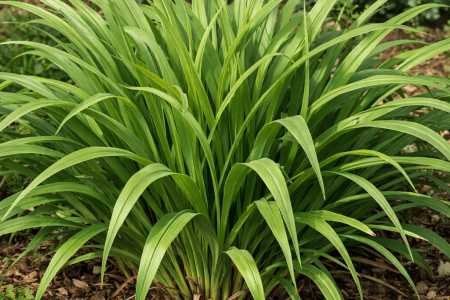 dlaczego liliowce nie kwitną