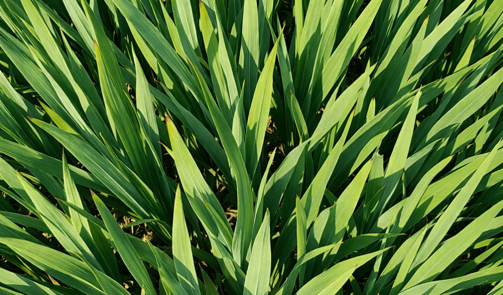 dlaczego mieczyki nie kwitną