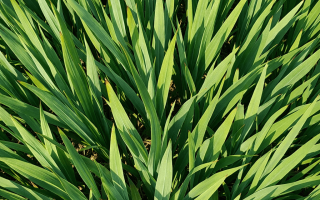 dlaczego mieczyki nie kwitną