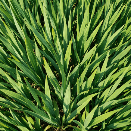 dlaczego mieczyki nie kwitną