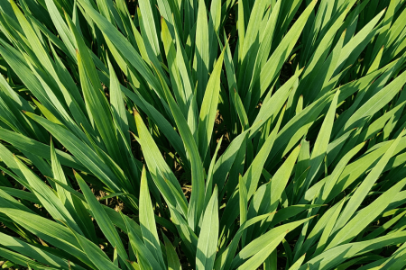 dlaczego mieczyki nie kwitną