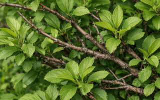 dlaczego migdałek nie kwitnie