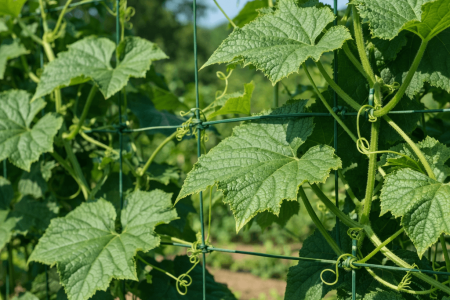 dlaczego ogórki nie kwitną