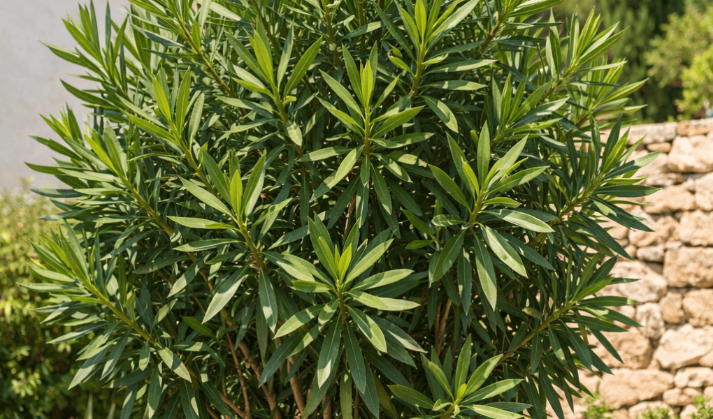 dlaczego oleander nie kwitnie