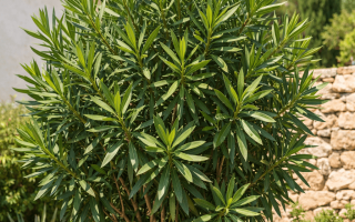 dlaczego oleander nie kwitnie