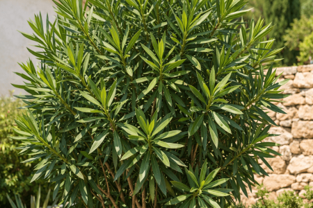 dlaczego oleander nie kwitnie