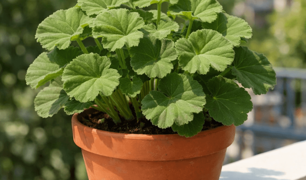 dlaczego pelargonie nie kwitną