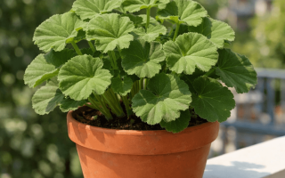 dlaczego pelargonie nie kwitną