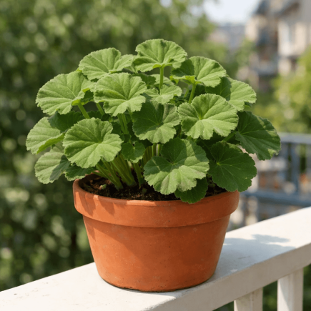 dlaczego pelargonie nie kwitną