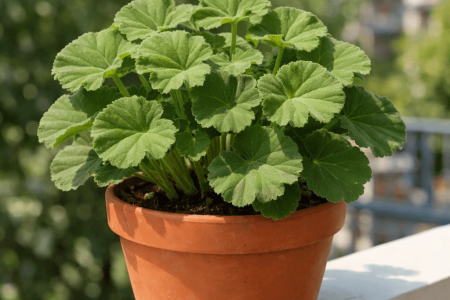 dlaczego pelargonie nie kwitną