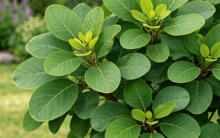 dlaczego perukowiec nie kwitnie