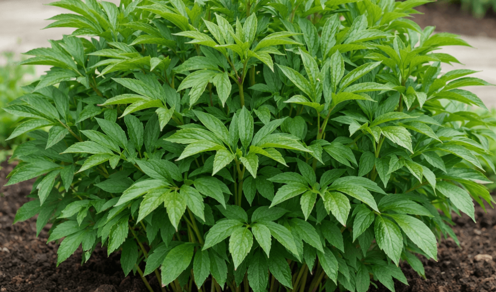 dlaczego piwonia nie kwitnie