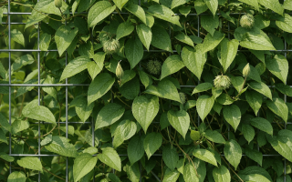 dlaczego powojnik nie kwitnie