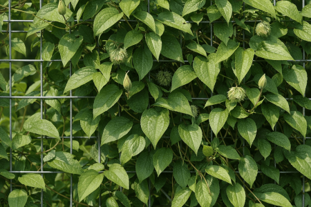 dlaczego powojnik nie kwitnie