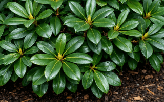 dlaczego rododendron nie kwitnie